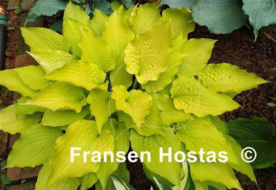 Hosta Frühlingssonne